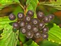 Cornus sanguinea